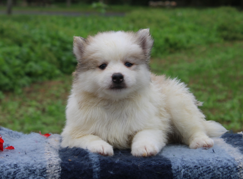 puppy, for, sale, Pomeranian, Matthew B. Stoltzfus, dog, breeder, Gap, PA, dog-breeder, puppy-for-sale, forsale, nearby, find, puppyfind, locator, puppylocator, aca
